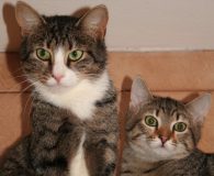 Name: Cully und Alyosha Rasse:  Europäisch Kurzhaar Alter:  2 Jahre/1 Jahr...