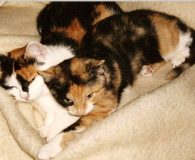 Name: Amanda und Katinka Rasse: Europäisch Kurzhaar Alter: 5 und 6...