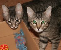 Name:  Blue und Bonifratz Rasse:  Europäisch Kurzhaar Alter:  ca. 1 Jahr...