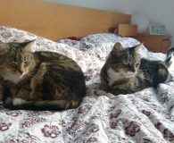 Name Luna und Lana Rasse Europäisch Kurzhaar Alter 8 Jahre Geschlecht...