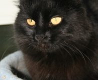 Name:  Lilly Rasse:  Turkisch Angora Alter:  ca. 1 Jahr Ort:  Rheinbreitbach/Bonn...