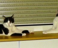 Name:  Lisa und Cäsar Rasse:  Europäisch Kurzhaar Alter:  3 Jahre Ort:...