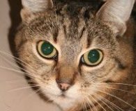 Name:  Mopsy Rasse:  Europäisch Kurzhaar Alter:  10 Jahre Ort:  Rheinbreitbach/Bonn Geschlecht:...