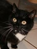 Name:  Orla Rasse:  Europäisch Kurzhaar Alter: 10 Jahre Ort:  Rheinbreitbach/Bonn Geschlecht:...