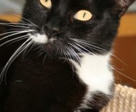 Name:  Petrina Rasse:  Europäisch Kurzhaar Alter:  7 Jahre Ort:  Rheinbreitbach/Bonn Geschlecht:...