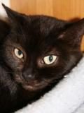 Name: Pummela Rasse: Europäisch Kurzhaar Alter: 8 Jahre Ort:  Rheinbreitbach/Bonn Geschlecht:...