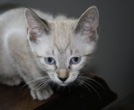 Name Sergio und Manel Rasse Siam Alter ca. 3,5 Monate Geschlecht...