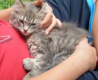 Name:  Alpha Rasse:  Persermix Alter:  4 Monate Ort:  Bonn/Rheinbreitbach Geschlecht:  männlich...