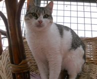 Ana Name: Ana Rasse: Europäisch Kurzhaar Alter: c. 2 Jahre Ort: Spanien...