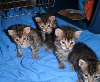 Name:  4 Katzenkittten Rasse:  Europäisch Kurzhaar Alter:  geb. 25.08.2011 Ort:  Spanien/Teneriffa...
