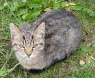 Name:  Beta Rasse:  EKH/Kartäuser-Mix Alter:  ca. 6 Monate Ort:  Bonn/Rheinbreitbach Geschlecht:...