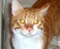 Name:  Leon Rasse:  Europäisch Kurzhaar Alter:  ca. 1,5 Jahre Ort:  NRW...