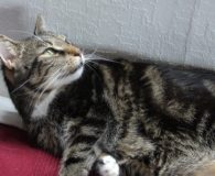 Name:  Carlos Rasse:  Europäisch Kurzhaar Alter:  12 Jahre Ort:  Bonn/Rheinbreitbach Geschlecht:...
