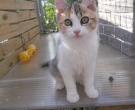 Name:  Carolino Rasse:  Europäisch Kurzhaar Alter:  ca. 3 Monate Ort:  Spanien...