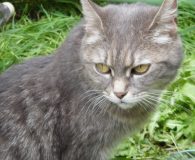 Name:  Delta Rasse:  Perser/Kartäuser/EKH-Mix Alter:  3,5 Jahre Ort:  Bonn/Rheinbreitbach Geschlecht:  weiblich...