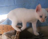 Name:  Dorain Rasse:  Europäisch Kurzhaar Alter:  ca. 3 Monate Ort:  Spanien...