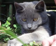 Name:  Gamma Rasse:  Kartäuser Alter:  ca. 4 Monate Ort:  Bonn/Rheinbreitbach Geschlecht:...
