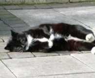 Name:  Günni Rasse:  Europäisch Kurzhaar Alter:  ca. 5 Jahre Ort:  Niederrhein...