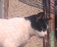 Guix Name: Guix Rasse: Europäisch Kurzhaar Alter: ca. 4 Jahre Ort: Spanien...