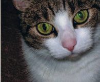 Name:  Lena Rasse:  Europäisch Kurzhaar Alter:  9 Jahre Ort:  Gelsenkirchen Geschlecht:...