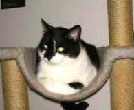 Name:  Lena Rasse:  Europäisch Kurzhaar Alter:  7 Jahre Ort:  Niederrhein Geschlecht:...