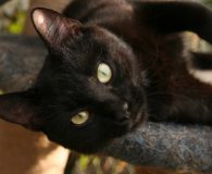 Name:  Lotte Rasse:  Europäisch Kurzhaar Alter:  1 Jahr Ort:  Bonn/Rheinbreitbach Geschlecht:...