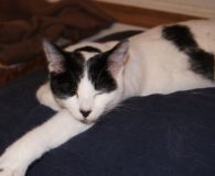 Name:  Luci Rasse:  Europäisch Kurzhaar Alter:  ca. 1 Jahr Ort:  Spanien/Teneriffa...