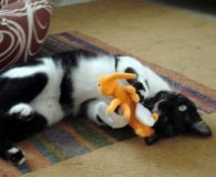 Name:  Luna Rasse:  Europäisch Kurzhaar Alter:  ca. 3 Jahre Ort:  Spanien...