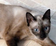 Makan Name: Makan Rasse: Siam-Mix Alter: ca. 2 Jahre Ort: Spanien Geschlecht:...