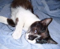 Name:  Chely Rasse:  Europäisch Kurzhaar Alter:  3 Jahre Ort:  Spanien/Teneriffa Geschlecht:...