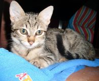 Name:  Mia Rasse:  Europäisch Kurzhaar Alter:  geb. 10.08.2011 Ort:  Spanien/Teneriffa Geschlecht:...