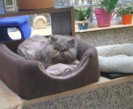 Missy Name: Missy Rasse: Perser Alter: ca. 6 eher älter Ort: Niederrhein...