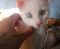 Name:  Nairod Rasse:  Europäisch Kurzhaar Alter:  ca. 3 Monate Ort:  Spanien...