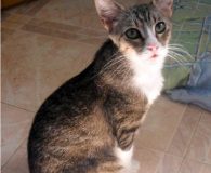 Name:  Ninita Rasse:  Europäisch Kurzhaar Alter:  ca. 1 Jahr Ort:  Spanien...