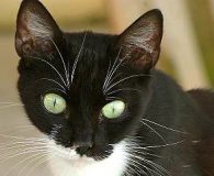 &nbsp; Name:  Perla Rasse:  Europäisch Kurzhaar Alter:  ca. 1 Jahr Ort:...