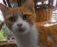 Name:  Rubi Rasse:  Europäisch Kurzhaar Alter:  ca. 2 Jahre Ort:  Spanien...