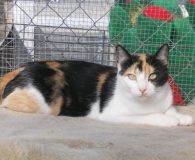 Shakira Name: Shakira Rasse: Europäisch Kurzhaar Alter: ca. 1 Jahr Ort: Spanien...