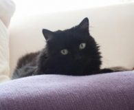Siddy Name: Siddy Rasse: Langhaar-Mix Alter: 14 Jahre Ort: Niederrhein Geschlecht: männlich...