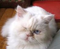 Name:  Sunny Rasse:  Perser Alter:  3 Jahre Ort:  Niederrhein Geschlecht:  männlich...