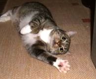 Tigger Name: Tigger Rasse: Europäisch Kurzhaar Alter: ca. 7 Jahre Ort: Niederrhein...