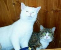 Nanni Name: Toffee und Nanni Rasse: Europäisch Kurzhaar Alter: ca. 7 und...