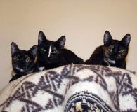 Name:  Lovely, Honey und Sweety Rasse:  Europäisch Kurzhaar Alter:  ca. 1...