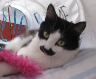 Name:  Aznar Rasse:  Langhaarmix Alter:  ca. 1 Jahr Ort:  Bremen Geschlecht:...