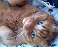 Name:  Barney Rasse:  Europäisch Kurzhaar Alter:  ca. 6 Jahre Ort:  NRW...