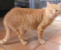 Name:  Bruno Rasse:  Europäisch Kurzhaar Alter:  ca. 2 Jahre Ort:  Spanien...