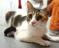Candy Name: Candy Rasse: Europäisch Kurzhaar Alter: ca. 1,5 Jahre Ort: Spanien...