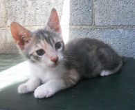 Name:  Caricia Rasse:  Europäisch Kurzhaar Alter:  ca. 6 Monate Ort:  Wuppertal...