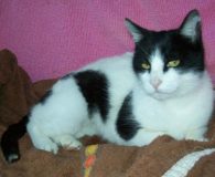 Cio Name: Cio Rasse: Europäisch Kurzhaar Alter: ca. 8 Jahre Ort: Spanien...