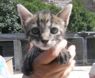 Name:  Carol Rasse:  Europäisch Kurzhaar Alter:  ca. 1,5 Monate Ort:  Spanien...