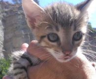 Name:  Caroli Rasse:  Europäisch Kurzhaar Alter:  ca. 1,5 Monate Ort:  Spanien...